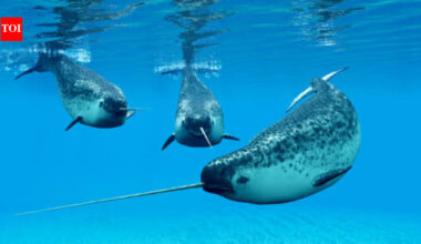 A narwhal can grow a single 10-feet tooth through its upper lip; scientists used 3D X-rays and 3 particle accelerators to discover how nature's only straight tusk stays straight