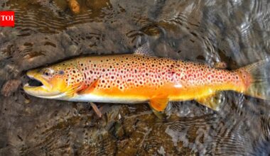 In 1864, Tasmania introduced brown trout from England for sport; 162 years later, conservationists are creating trout-free havens for a native fish with only about 6,000 left