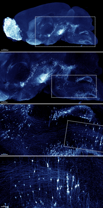 Bruker advances whole-organism 3D imaging with enhanced tissue-clearing workflows