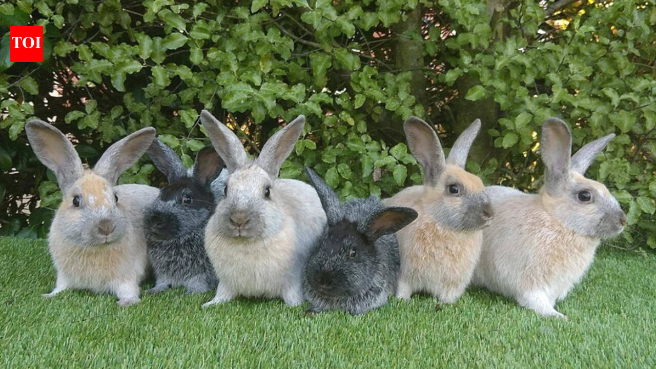 In 1865, settlers left rabbits on an uninhabited island as food for castaways; 127 years later, rescuers found a compact, thick-furred new island variety﻿ | World News