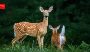 In 2023, researchers tested human voices, predator calls, dog barks and flashing lights on elk and deer in British Columbia; human shouts scared them most