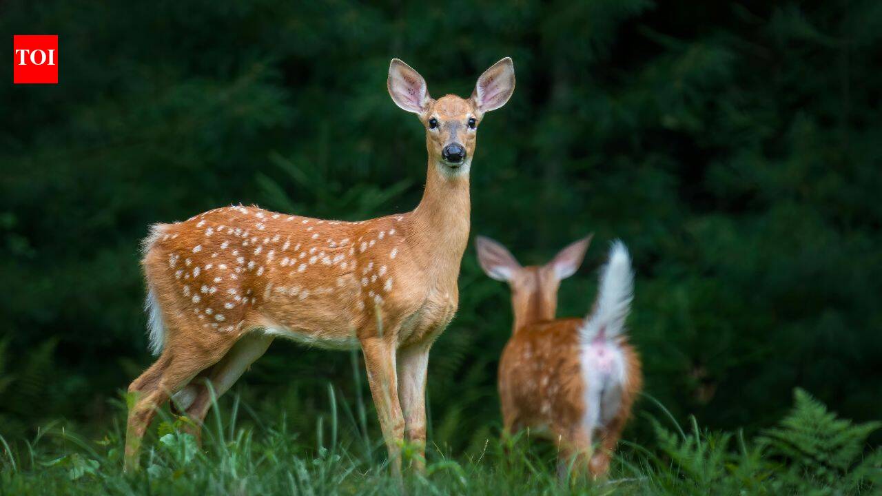 In 2023, researchers tested human voices, predator calls, dog barks and flashing lights on elk and deer in British Columbia; human shouts scared them most