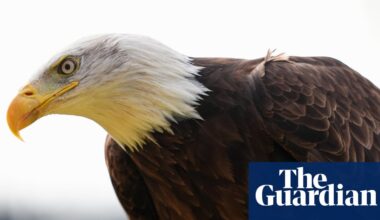 Canada saved the bald eagle from near extinction in the US – does the White House know? | Donald Trump