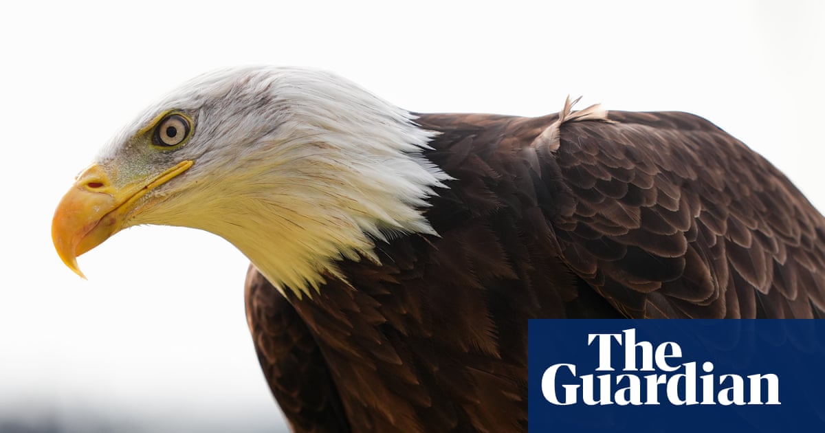Canada saved the bald eagle from near extinction in the US – does the White House know? | Donald Trump