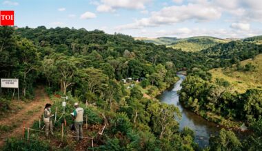 A South African farmer planted trees to stop erosion in 1976; 50 years later, the land became a major forest-restoration experiment﻿ | World News