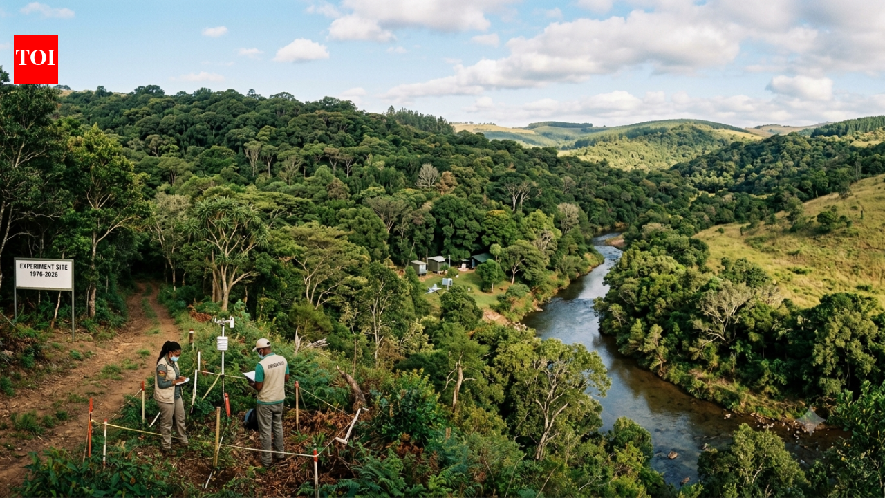 A South African farmer planted trees to stop erosion in 1976; 50 years later, the land became a major forest-restoration experiment﻿ | World News