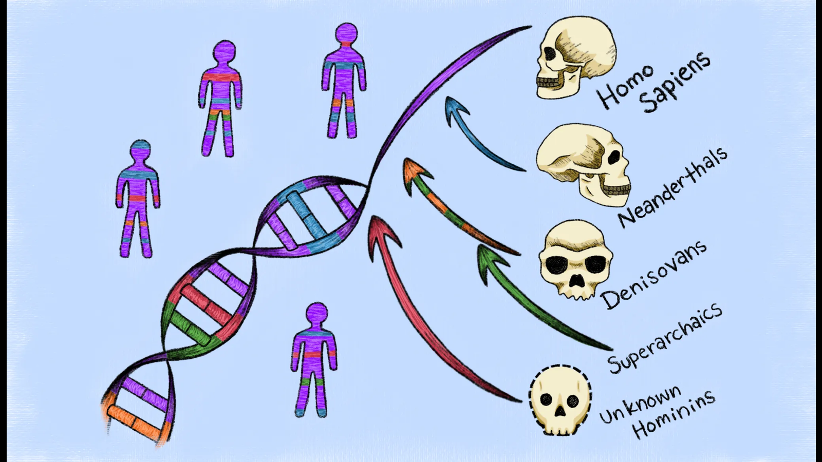 Scientific study sheds new light on human evolution