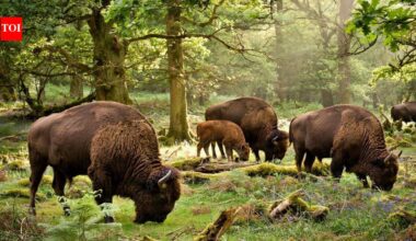 Britain brought back wild bison after 6,000 years; their grazing could reshape forests and create new habitats for other wildlife | World News
