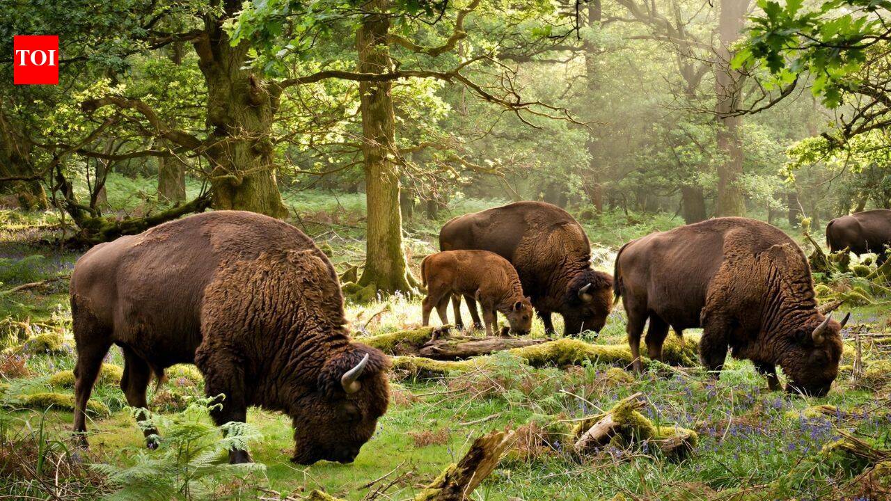 Britain brought back wild bison after 6,000 years; their grazing could reshape forests and create new habitats for other wildlife | World News
