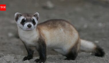 In 1986, only 18 black-footed ferrets were known to survive; a captive-breeding programme built from those animals has helped restore about 400 to the wild