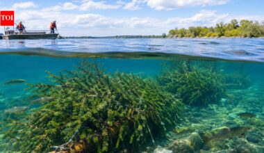 After over 75% of Niagara River coastal wetlands were lost, Canada anchored recycled Christmas trees into the riverbed; restoration has now created 1.64 km of fish habitat