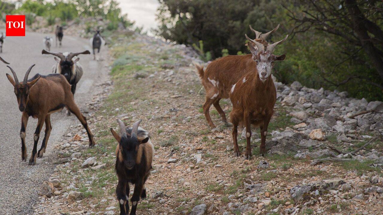 In 1870, goats were left on a tiny Seychelles island; 50 years later, conservationists had to eradicate them to save its native ecosystem |