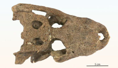The skull of Mandrasuchus milleri, a species of alligatorid that lived nearly 65.4 million years ago in what is now Colorado, the United States. Image credit: Lessner et al., doi: 10.1080/02724634.2026.2712566.