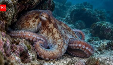 Octopuses change colour in their sleep as their brains become active and their skin shows patterns normally seen while they are awake |