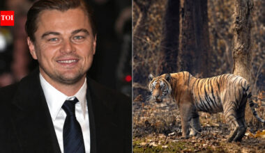 In 2013, Leonardo DiCaprio’s foundation gave $3 million to Nepal’s tiger effort; the country’s count later climbed from 121 animals to 355﻿ | World News