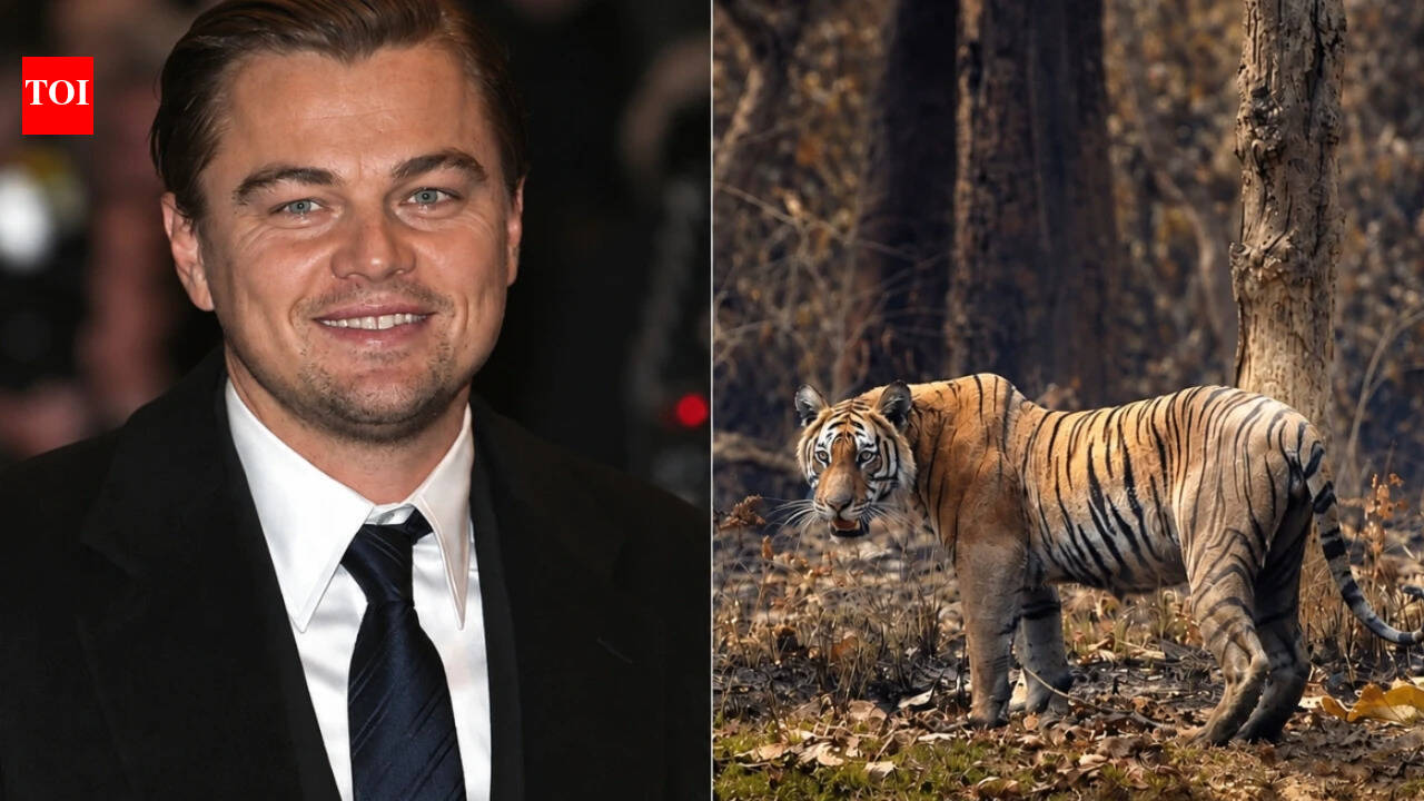 In 2013, Leonardo DiCaprio’s foundation gave $3 million to Nepal’s tiger effort; the country’s count later climbed from 121 animals to 355﻿ | World News