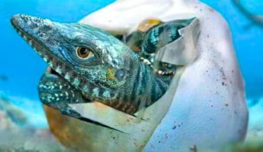 this giant fossil egg upends what we thought we knew about marine reptiles
