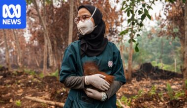Inside the mission to save orangutans from raging fires