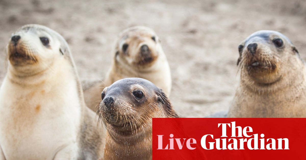 First case of bird flu in endangered Australian sea lion confirmed – as it happened | Australia news