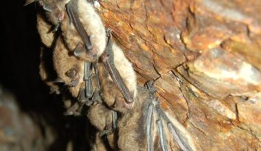 How some abandoned wells are helping bats feel more at home on P.E.I.