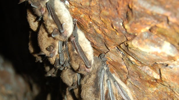 How some abandoned wells are helping bats feel more at home on P.E.I.