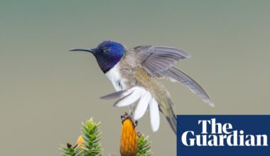 The bird that changed Ecuador: how a chance discovery of a rare species helped to save many more | Ecuador