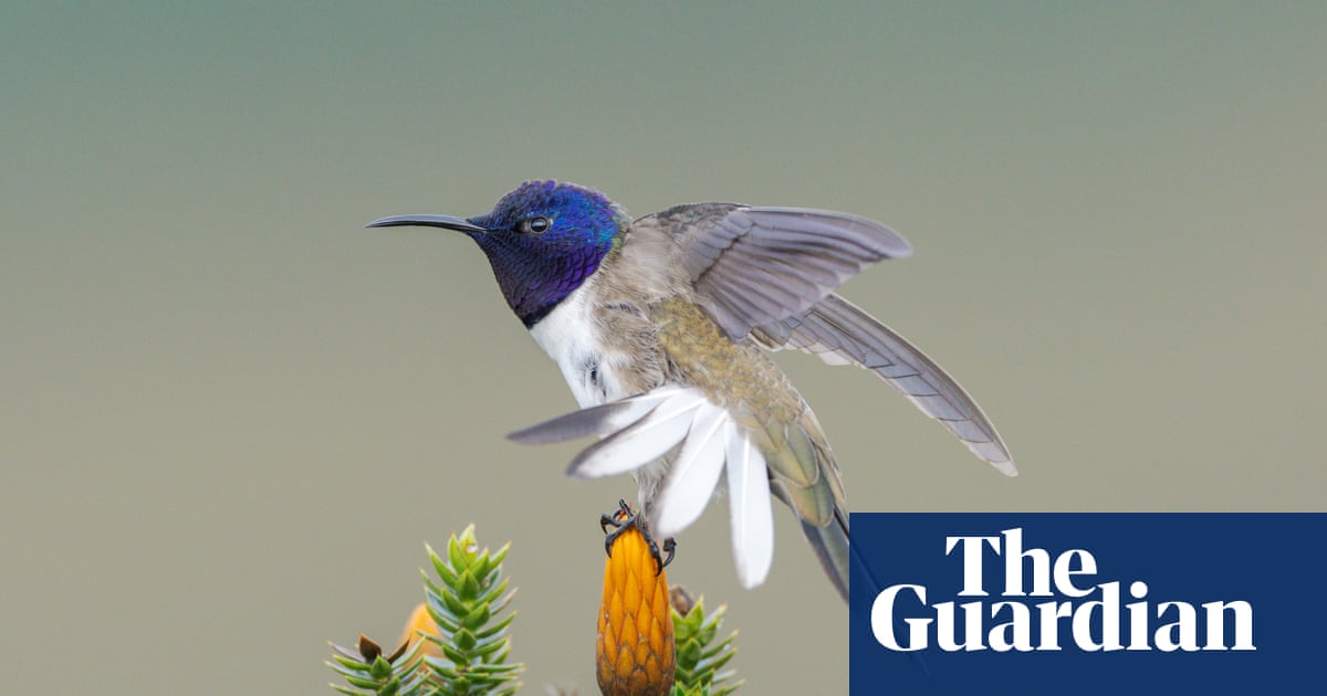 The bird that changed Ecuador: how a chance discovery of a rare species helped to save many more | Ecuador