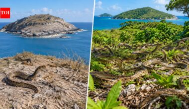 In 1995, just 51 rare snakes survived on one tiny Caribbean island; 21 years later their population topped 1,100 | World News
