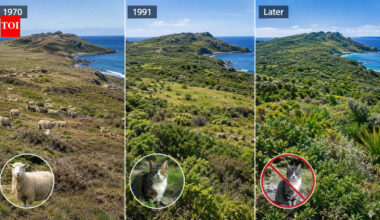 Between 1970 and 1991, New Zealand phased sheep off a remote island; the vegetation recovered and even the island's cats eventually disappeared | World News