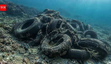 In the 1970s, Washington tied thousands of discarded tyres together across 20 Puget Sound reefs to improve bottom fishing; decades later, the ropes failed and more than 100,000 tyres remained underwater | World News