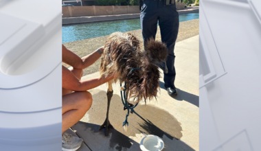 Soaking wet emu rescued from Gilbert canal