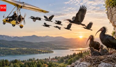 Scientists used a microlight aircraft to teach bald ibises a migration route; years later, Europe got its first self-sustaining colony in 400 years | World News