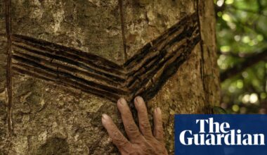 ‘Carbon fever’ threatens hard-won Indigenous rights in Bolivian Amazon | Bolivia