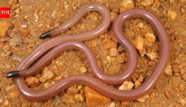 Meet Adrian Borsboom: The Australian ecologist who lifted a rock and found a snake that looked like a worm; 34 years later, no one has found another | World News