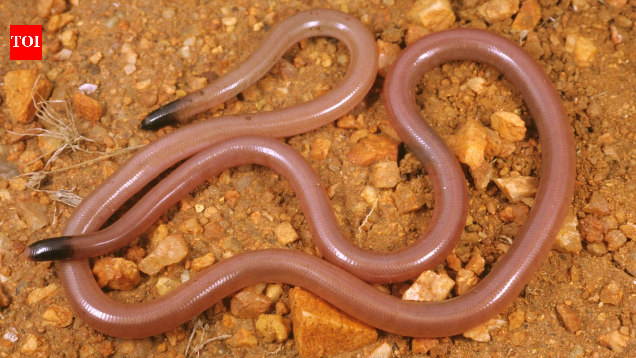 Meet Adrian Borsboom: The Australian ecologist who lifted a rock and found a snake that looked like a worm; 34 years later, no one has found another | World News