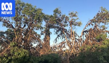 Flying fox influx overruns Mount Isa suburb 'like a cloud coming over'