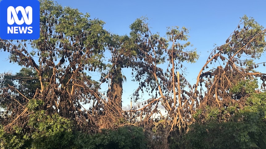 Flying fox influx overruns Mount Isa suburb 'like a cloud coming over'