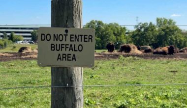 What a herd of bison is doing near Ann Arbor