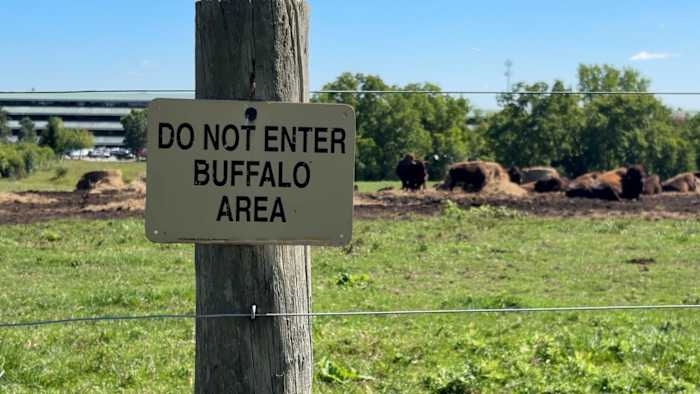 What a herd of bison is doing near Ann Arbor