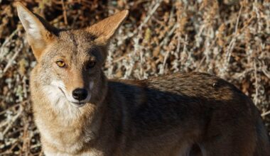 Arizona mom used her flip-flop to fight off a coyote attacking her 4-year-old daughter
