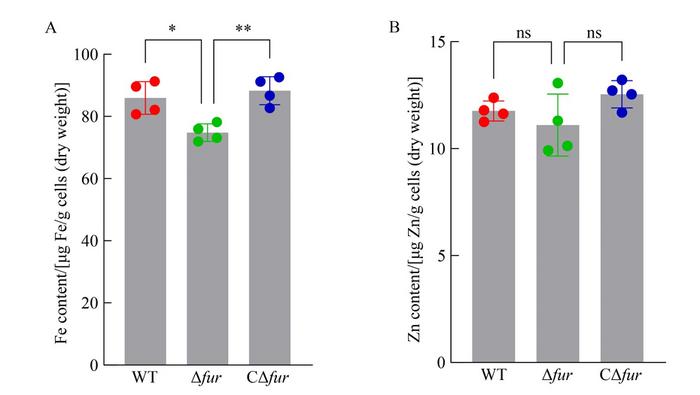 Analysis of intracellular metal content in Vibrio parahaemolyticus strains.