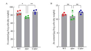 Key regulator helps seafood-associated bacterium balance iron and oxidative stress