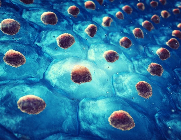 Study uncovers how interferon-alpha treats rare blood cancers