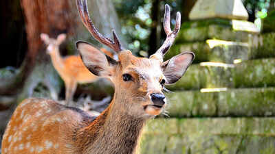 In the mid-1980s, farmers brought deer to a South Korean island for their antlers; after the business collapsed, roughly 1,000 feral descendants surrounded about 150 residents