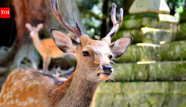 In 1985, farmers brought deer to a South Korean island for their antlers; after the business collapsed, roughly 1,000 feral descendants surrounded just 150 residents | World News