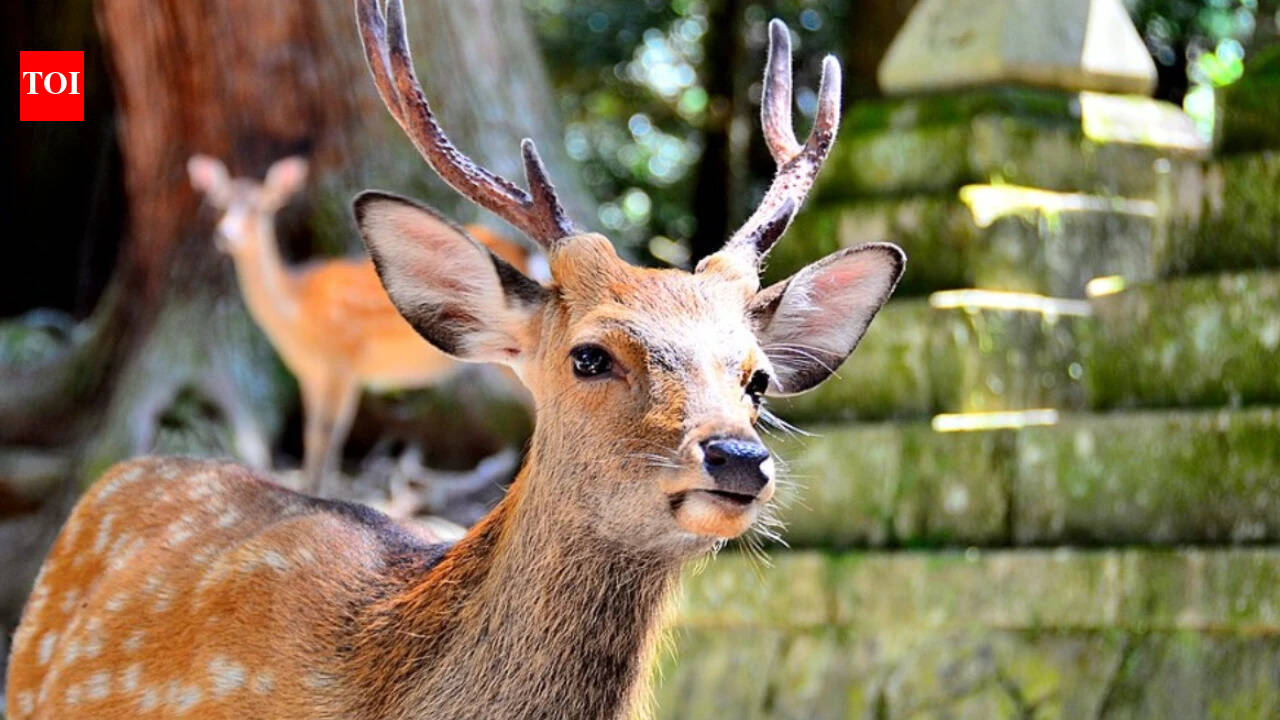 In 1985, farmers brought deer to a South Korean island for their antlers; after the business collapsed, roughly 1,000 feral descendants surrounded just 150 residents | World News