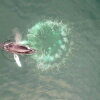 Humpback whales blow spiraling circles of bubbles to create underwater nets for their tiny prey, krill.