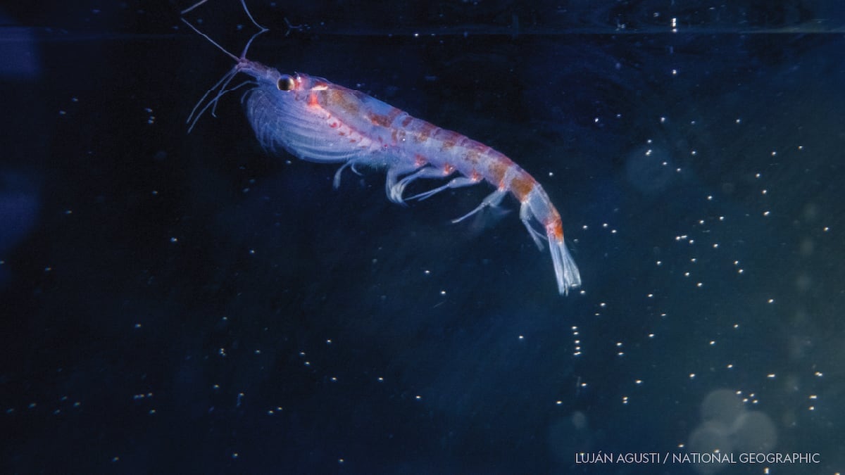 Tiny krill are turning up in deep-sea hydrothermal vents. Scientists want to know why