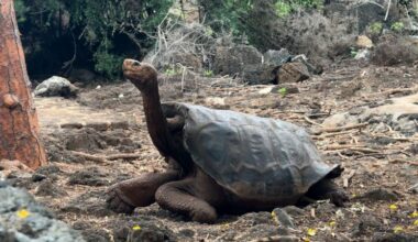 Galapagos island sees return of ‘alien tortoises’ absent since the 19th century