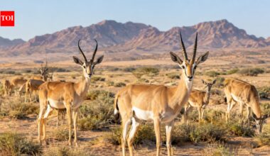 Saudi Arabia released 313 desert gazelles; 20 years later, both species had established in a vast protected desert | World News